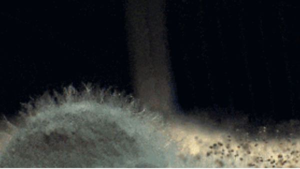 毒性超大！家里到底藏著多少霉菌？百適涂無機涂料這份防霉指南要收好