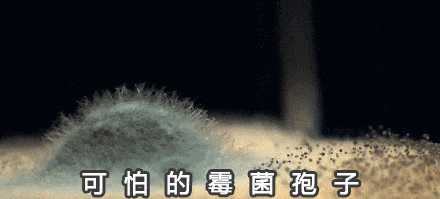 霉菌在墻面生長(zhǎng)的動(dòng)態(tài)示意圖